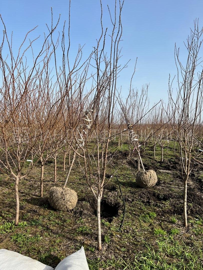 Слива домашняя Синий Дар купить в Москве из питомника по доступной цене